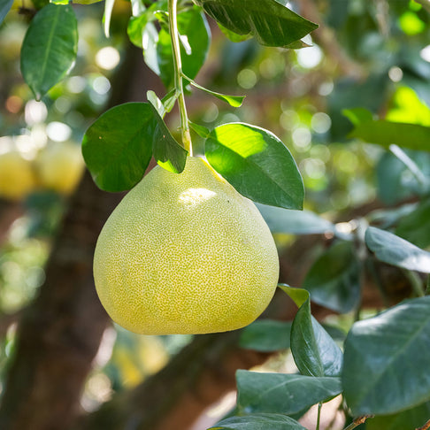 Valentine Pummelo Tree