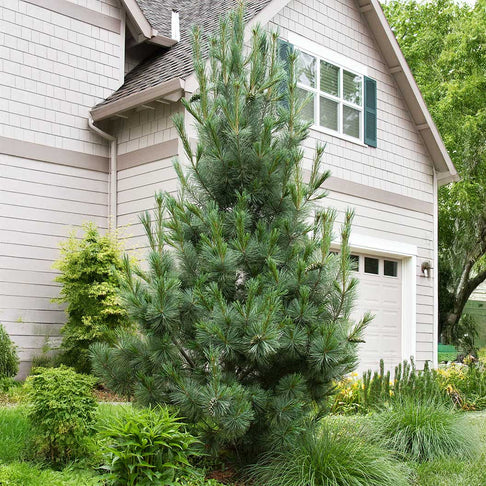 Vanderwolf's Pyramid Limber Pine