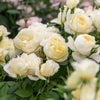David Austin® Vanessa Bell® Rose Shrub