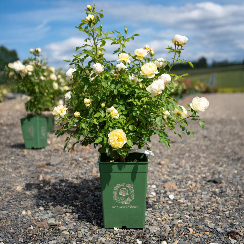 David Austin® Vanessa Bell® Rose Shrub