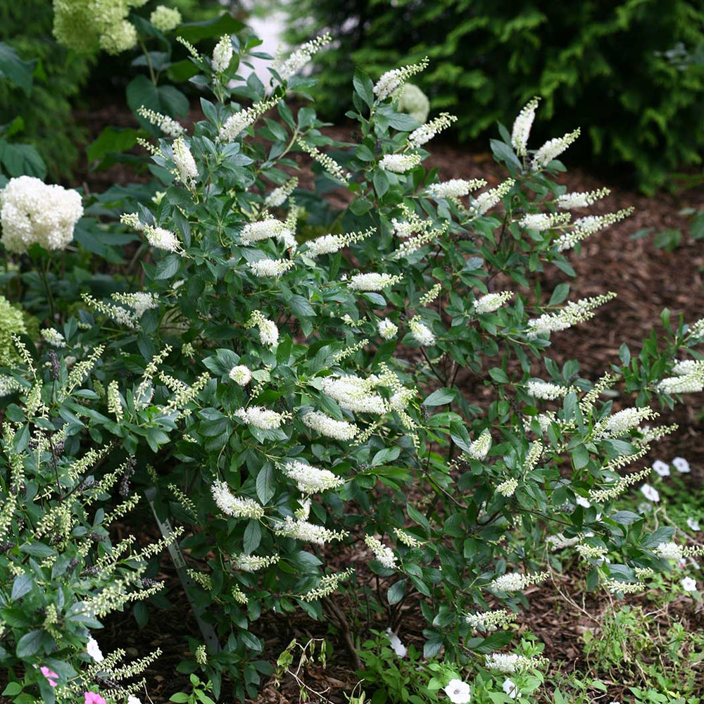 Proven Winners® Vanilla Spice® Summersweet Clethra