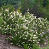 Proven Winners® Vanilla Spice® Summersweet Clethra