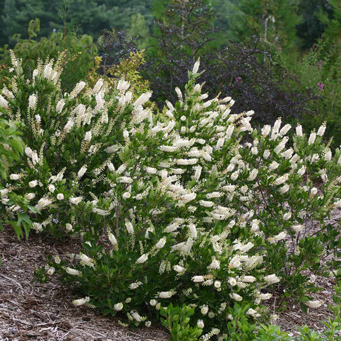 Proven Winners®  Vanilla Spice® Summersweet Clethra