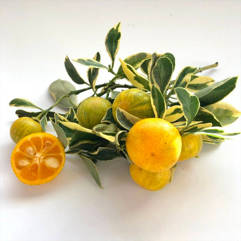 Variegated Calamondin Tree