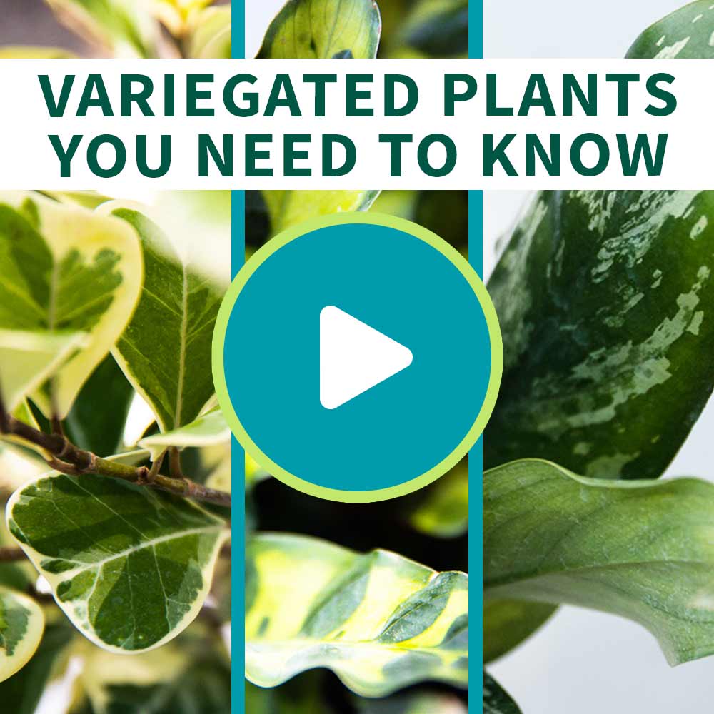 Green Chinese Evergreen Plant