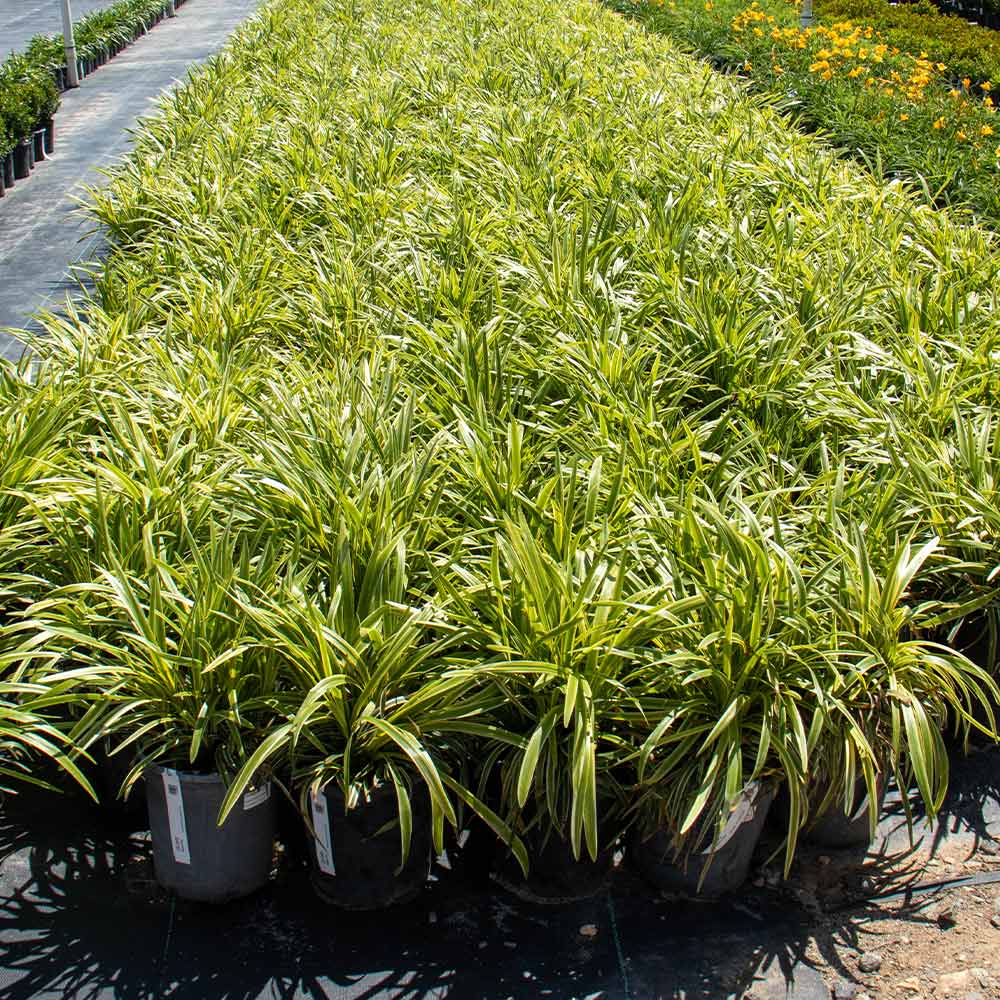 Variegated Liriope Plant
