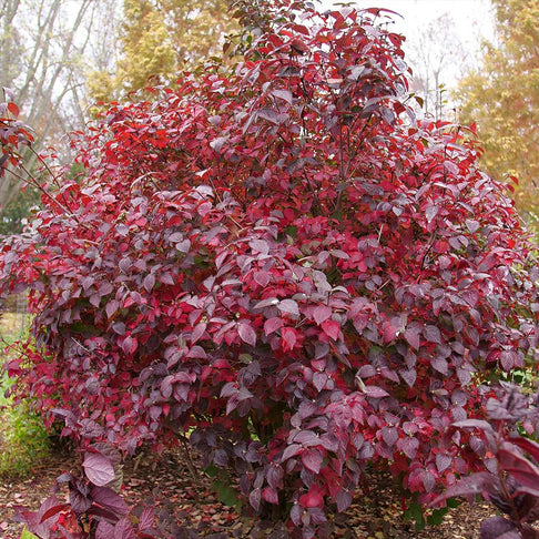 Proven Winners® Spice Girl Viburnum Shrub