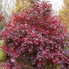Proven Winners® Spice Girl Viburnum Shrub