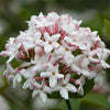 Proven Winners® Spice Girl Viburnum Shrub
