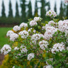 Proven Winners® Spice Girl Viburnum Shrub