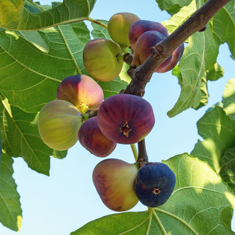 Violette de Bordeaux Fig - USDA Organic