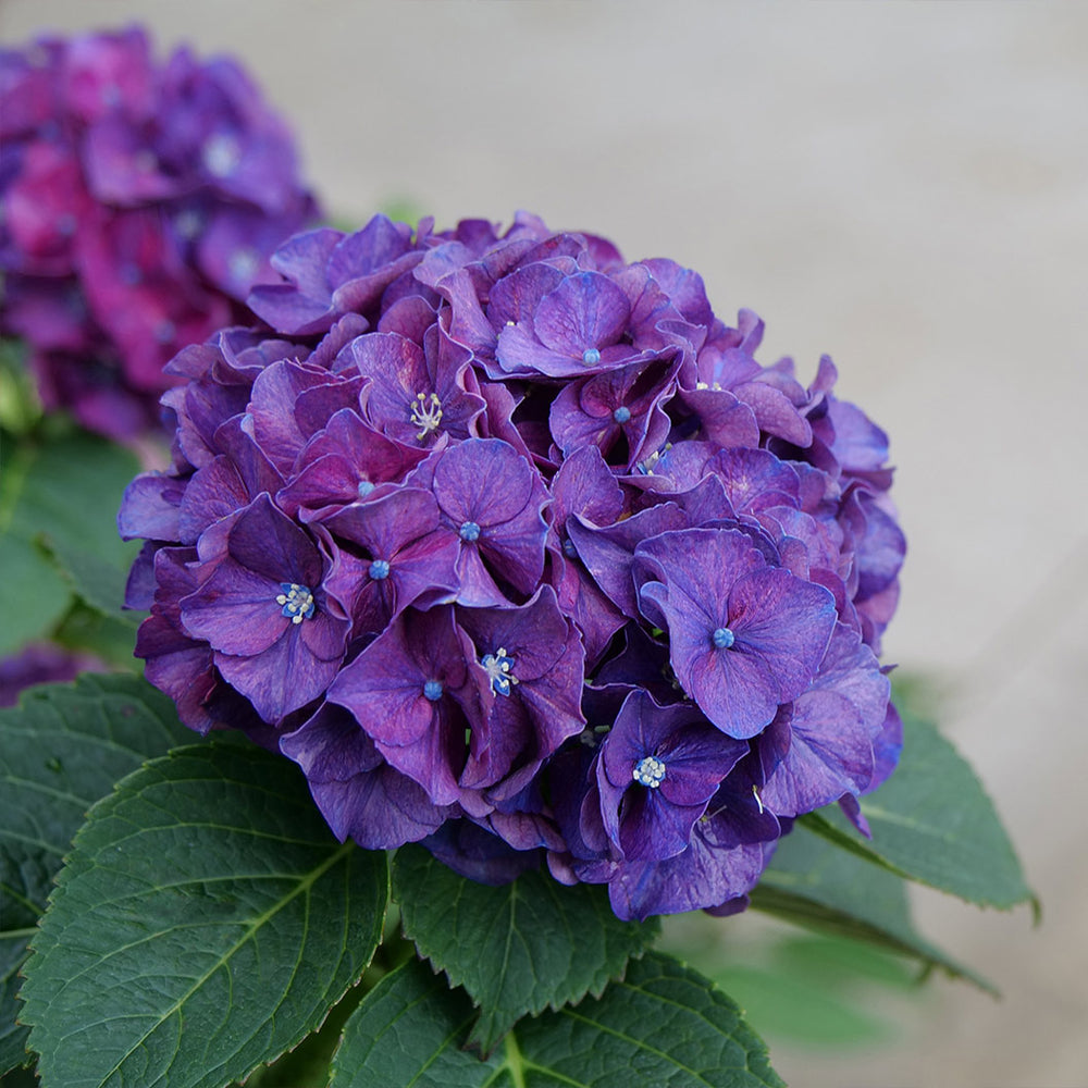 Proven Winners® Wee Bit Grumpy® Hydrangea