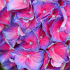 Proven Winners® Wee Bit Grumpy® Hydrangea