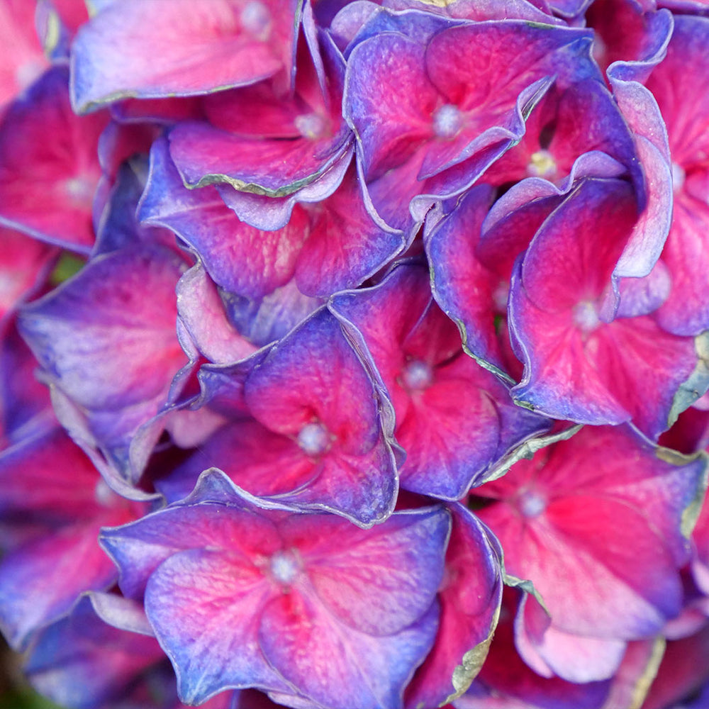 Proven Winners® Wee Bit Grumpy® Hydrangea