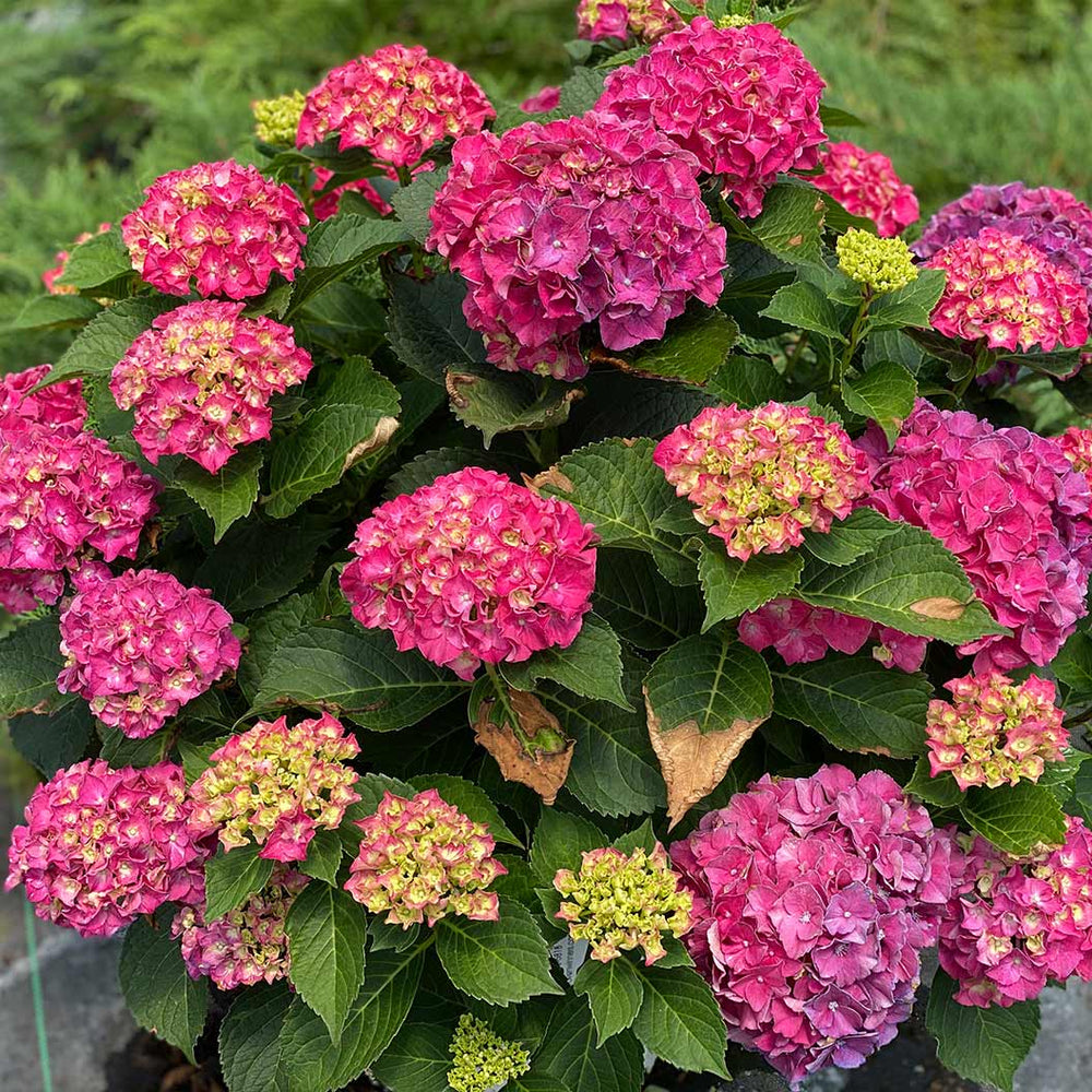 Proven Winners® Wee Bit Grumpy® Hydrangea