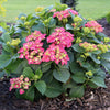 Proven Winners® Wee Bit Grumpy® Hydrangea