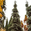 Weeping White Spruce Tree