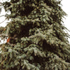 Weeping White Spruce Tree