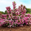 Proven Winners® Czechmark Trilogy Weigela Shrub