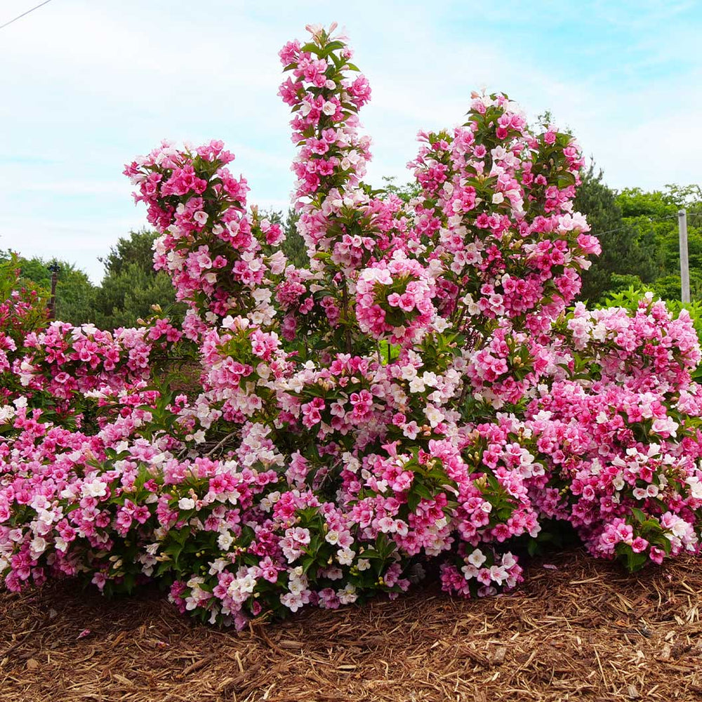 Proven Winners® Czechmark Trilogy Weigela Shrub