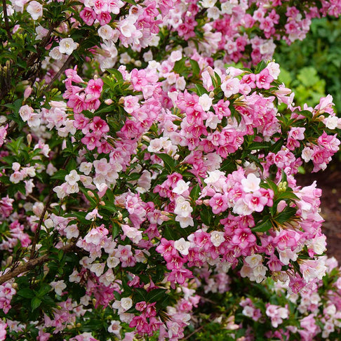 Proven Winners® Czechmark Trilogy Weigela Shrub
