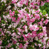 Proven Winners® Czechmark Trilogy Weigela Shrub