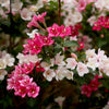 Proven Winners® Czechmark Trilogy Weigela Shrub