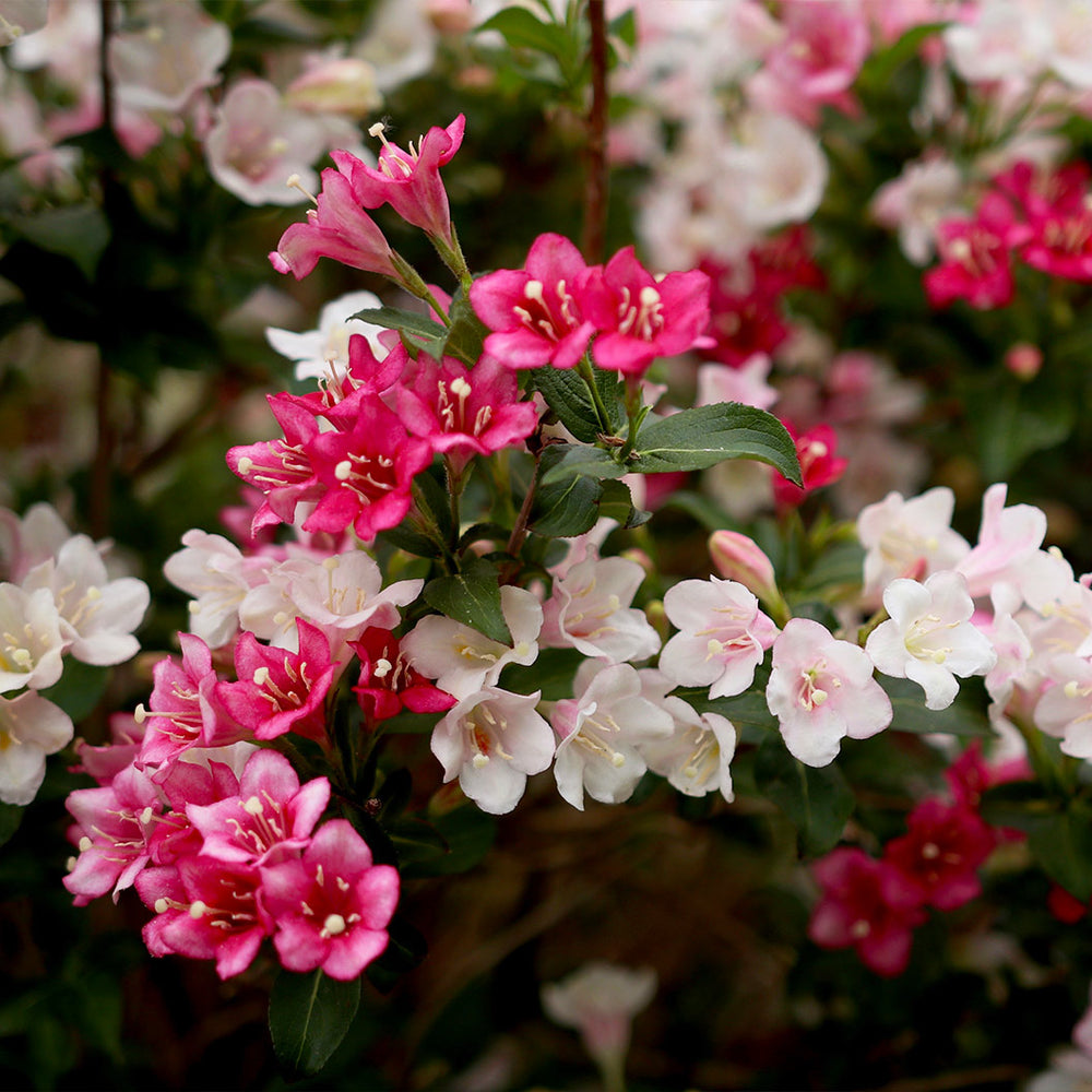 Proven Winners® Czechmark Trilogy Weigela Shrub