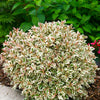 Proven Winners® My Monet Weigela Shrub
