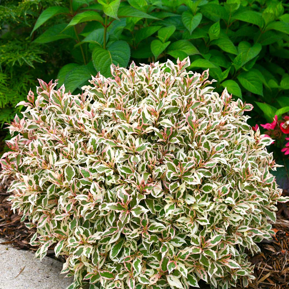 Proven Winners® My Monet Weigela Shrub