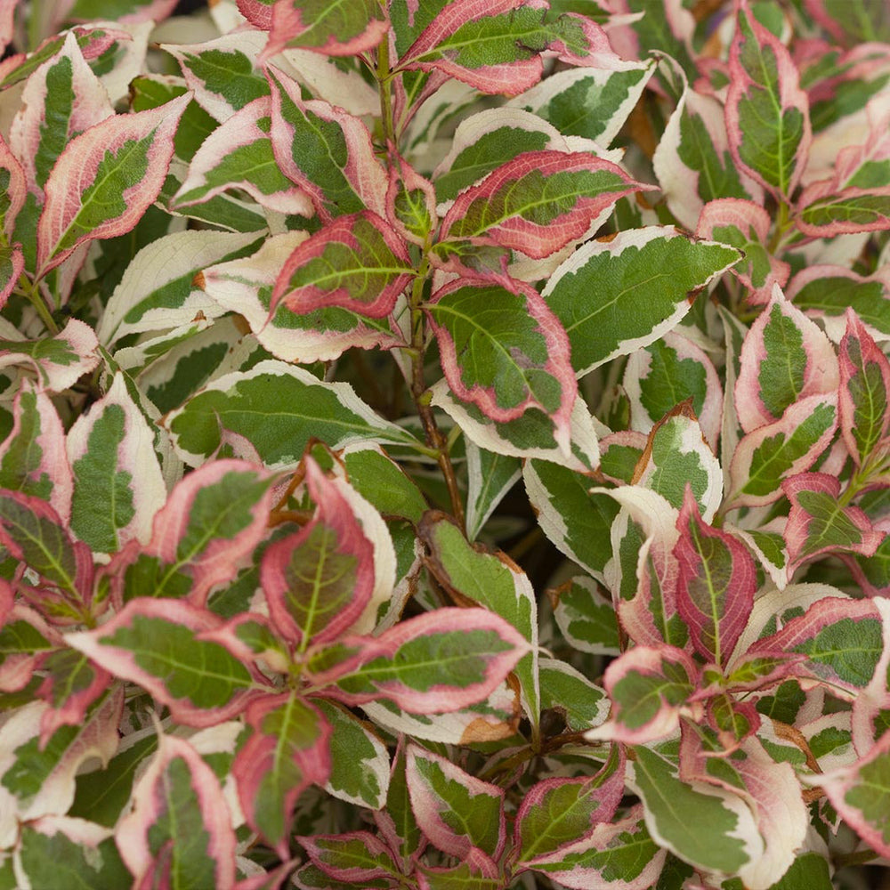 Proven Winners® My Monet Weigela Shrub