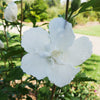 White Pillar® Rose of Sharon Althea