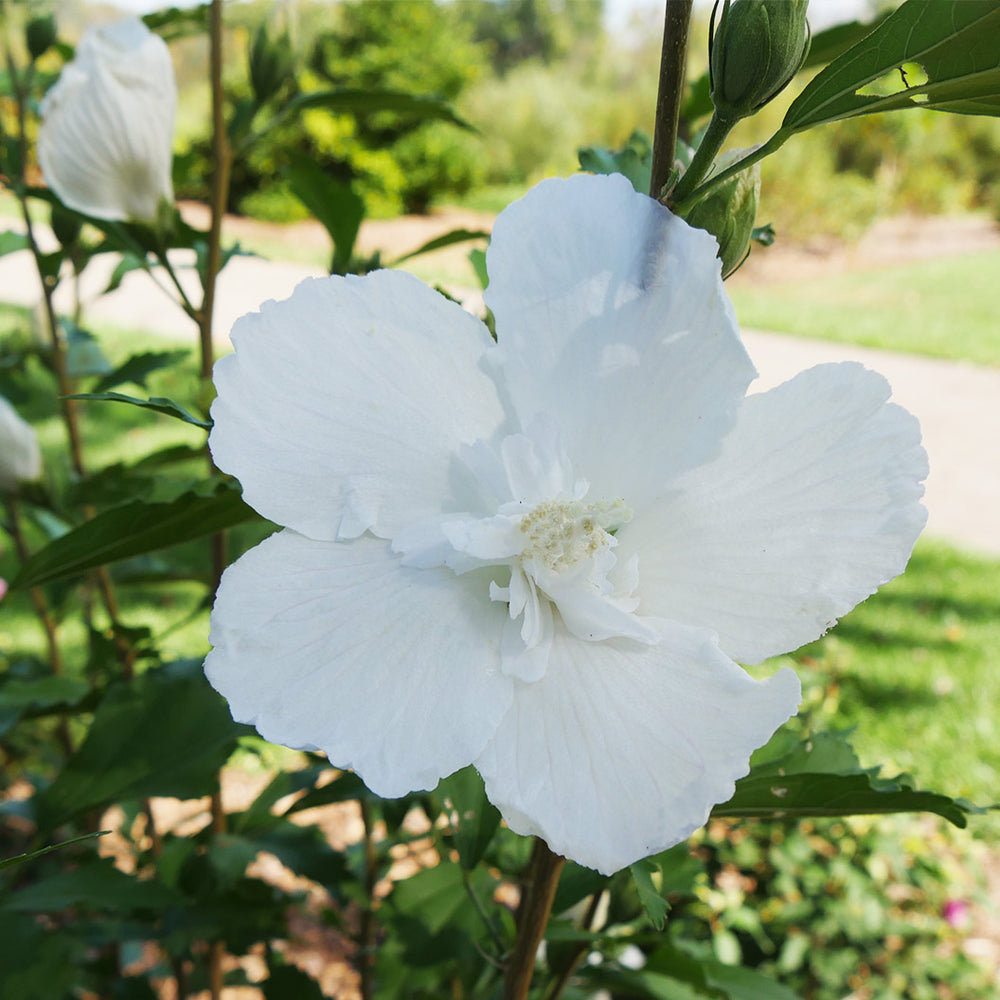 White Pillar® Rose of Sharon Althea