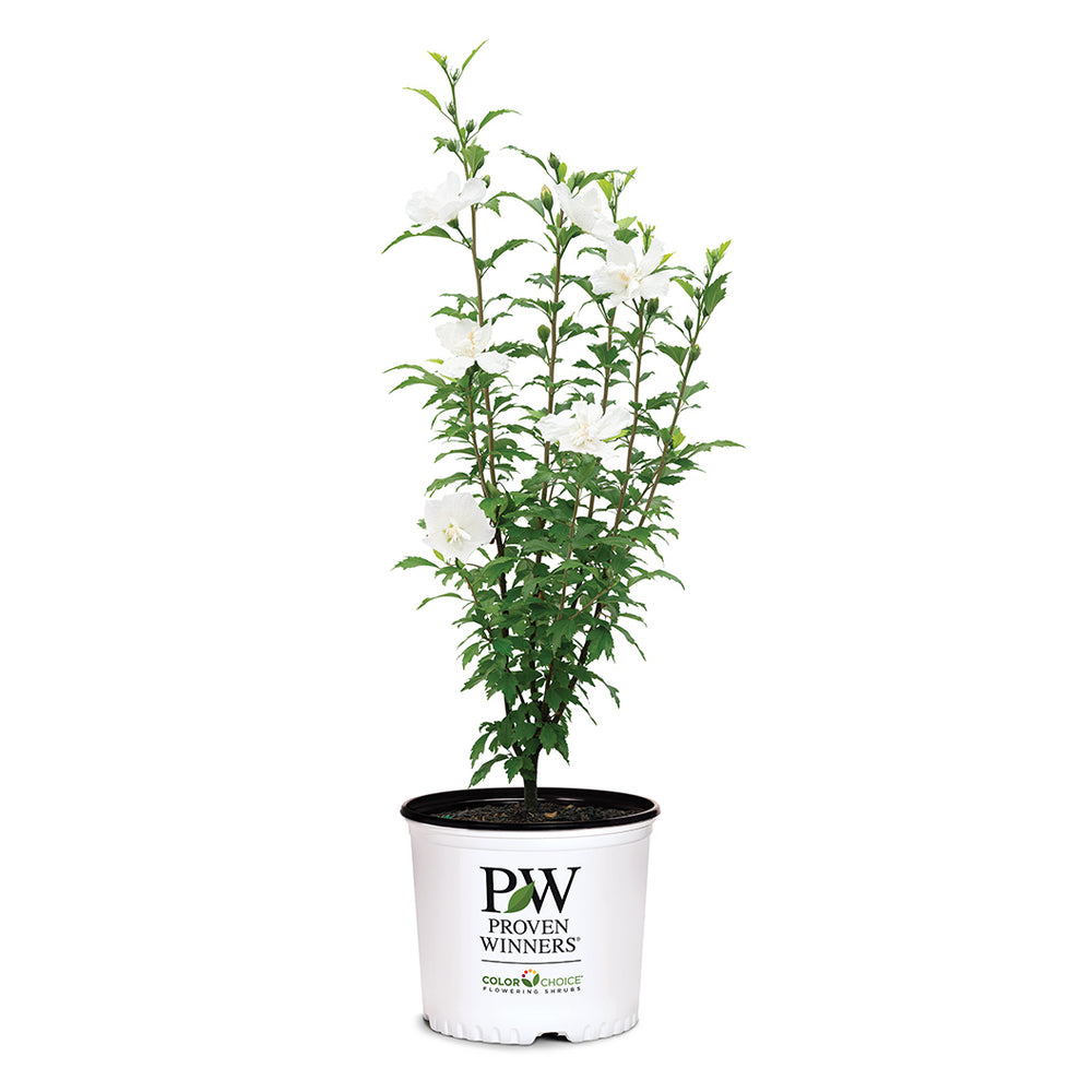 Proven Winners® White Pillar® Rose of Sharon Althea