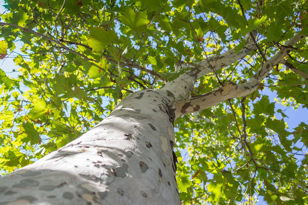 Beautiful Trees with White Bark & Where to Find Them