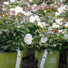 White Knock Out® Rose