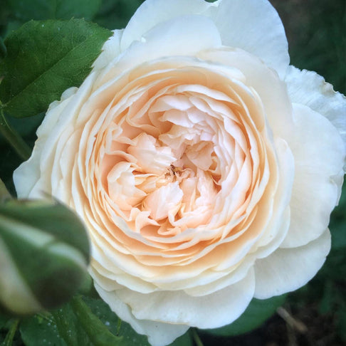David Austin® Windermere™ Rose Shrub