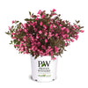 Proven Winners® Wine & Roses® Weigela Shrub