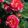 Bloomables® Winning Streak™ Rose