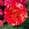 Bloomables® Winning Streak™ Rose