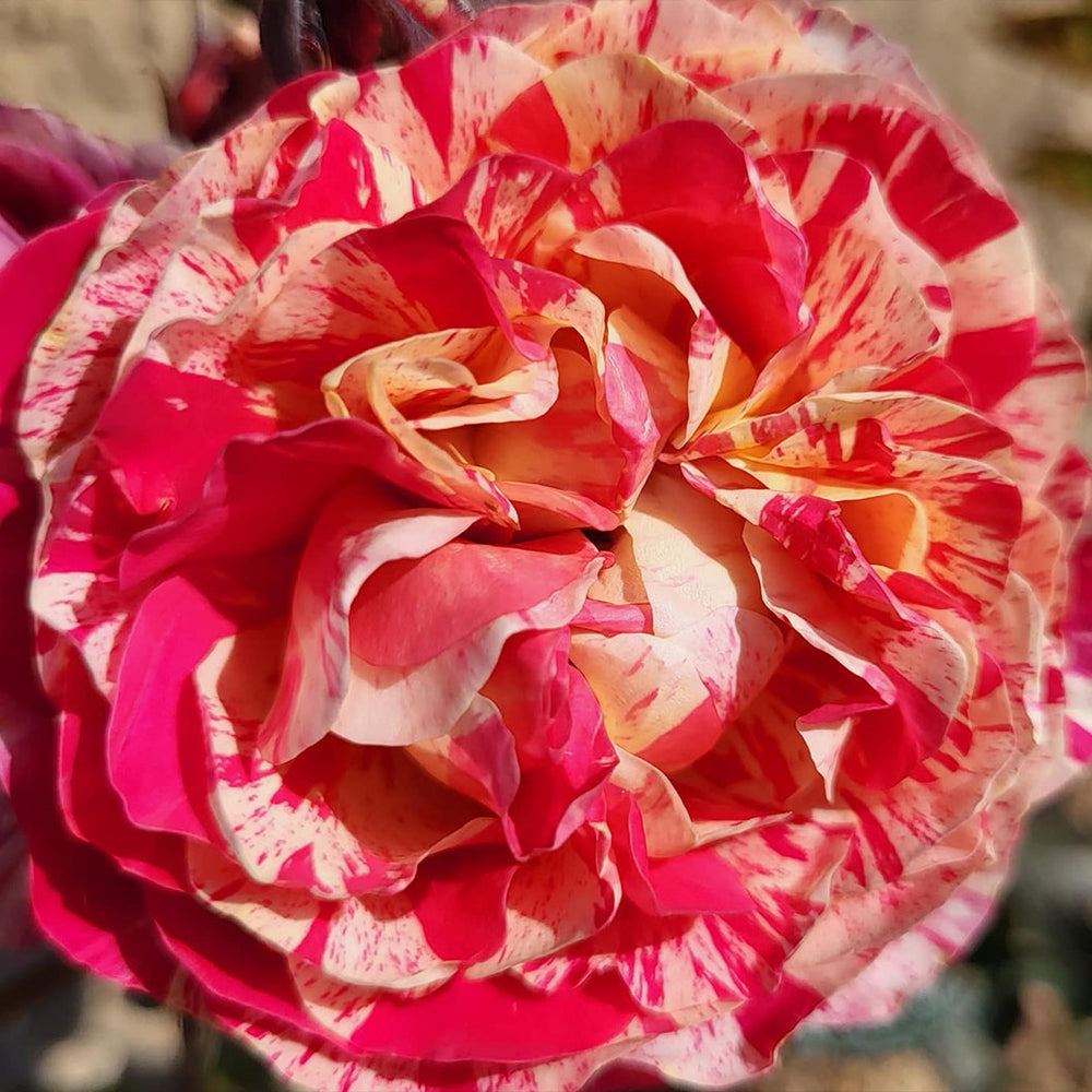 Bloomables® Winning Streak™ Rose