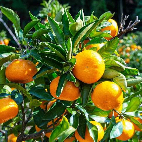 Xie Shan Satsuma Tree