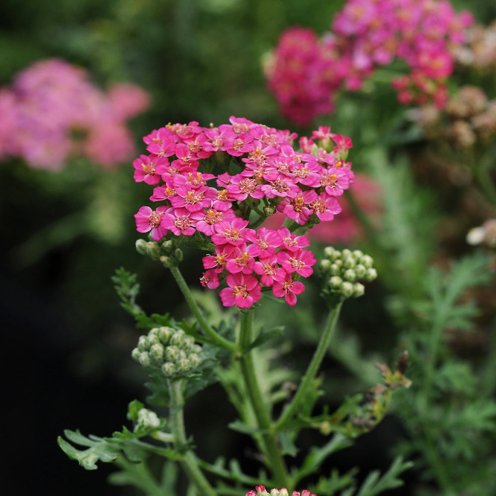 Proven Winners® New Vintage™ Rose Yarrow Plant