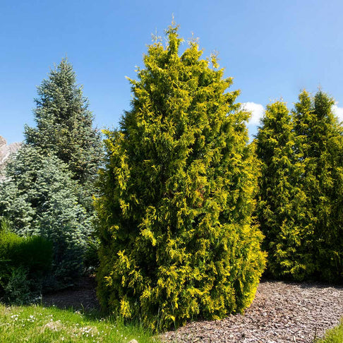 Yellow Ribbon Arborvitae Tree