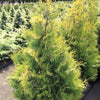 Yellow Ribbon Arborvitae Tree