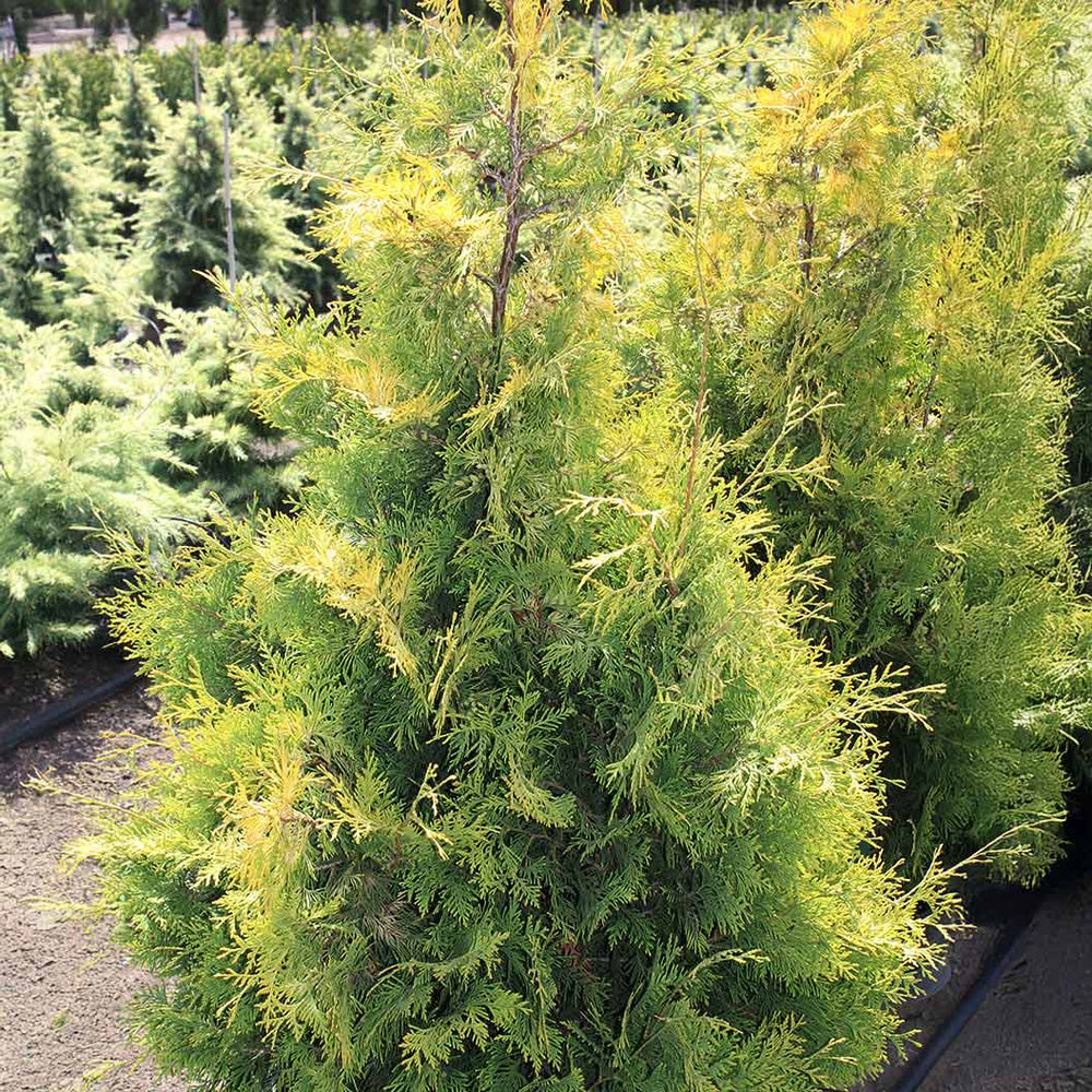 Yellow Ribbon Arborvitae Tree