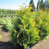 Yellow Ribbon Arborvitae Tree