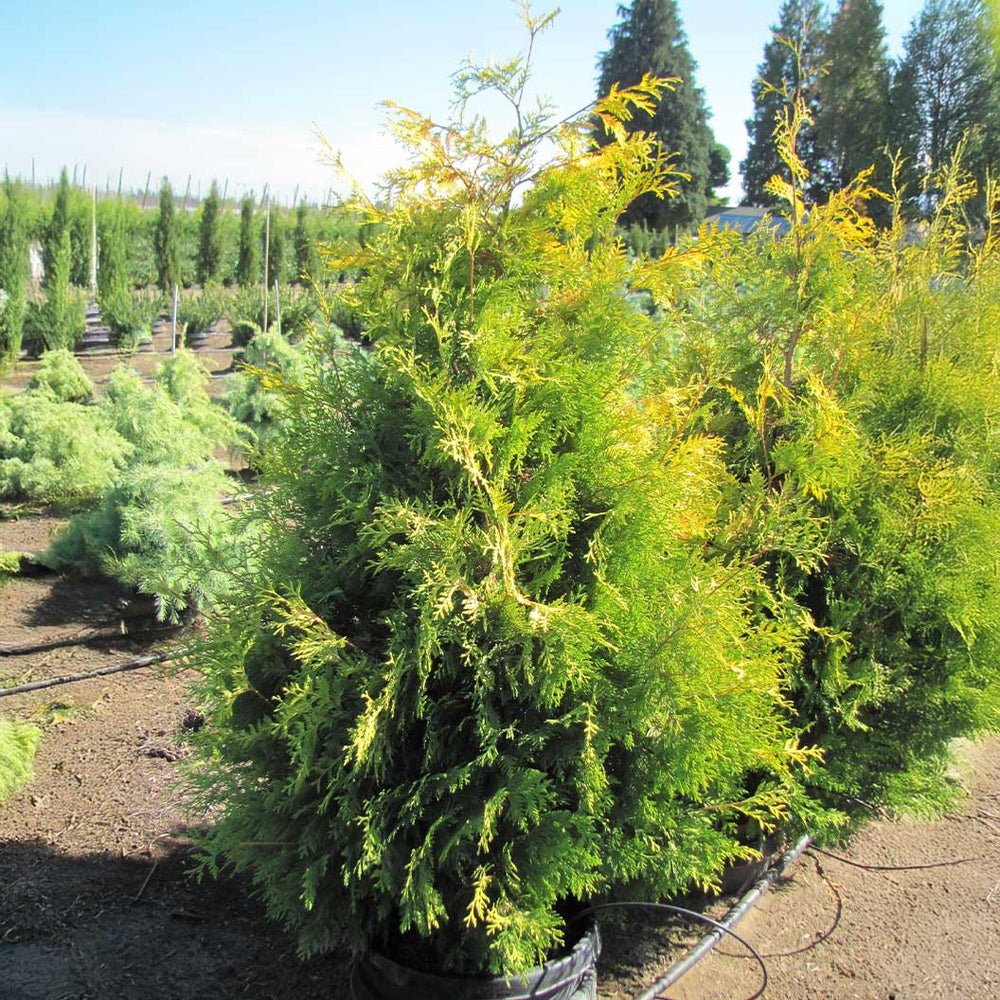 Yellow Ribbon Arborvitae Tree