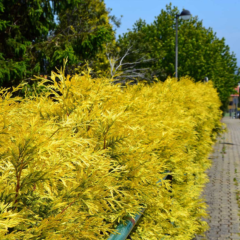 Yellow Ribbon Arborvitae Tree