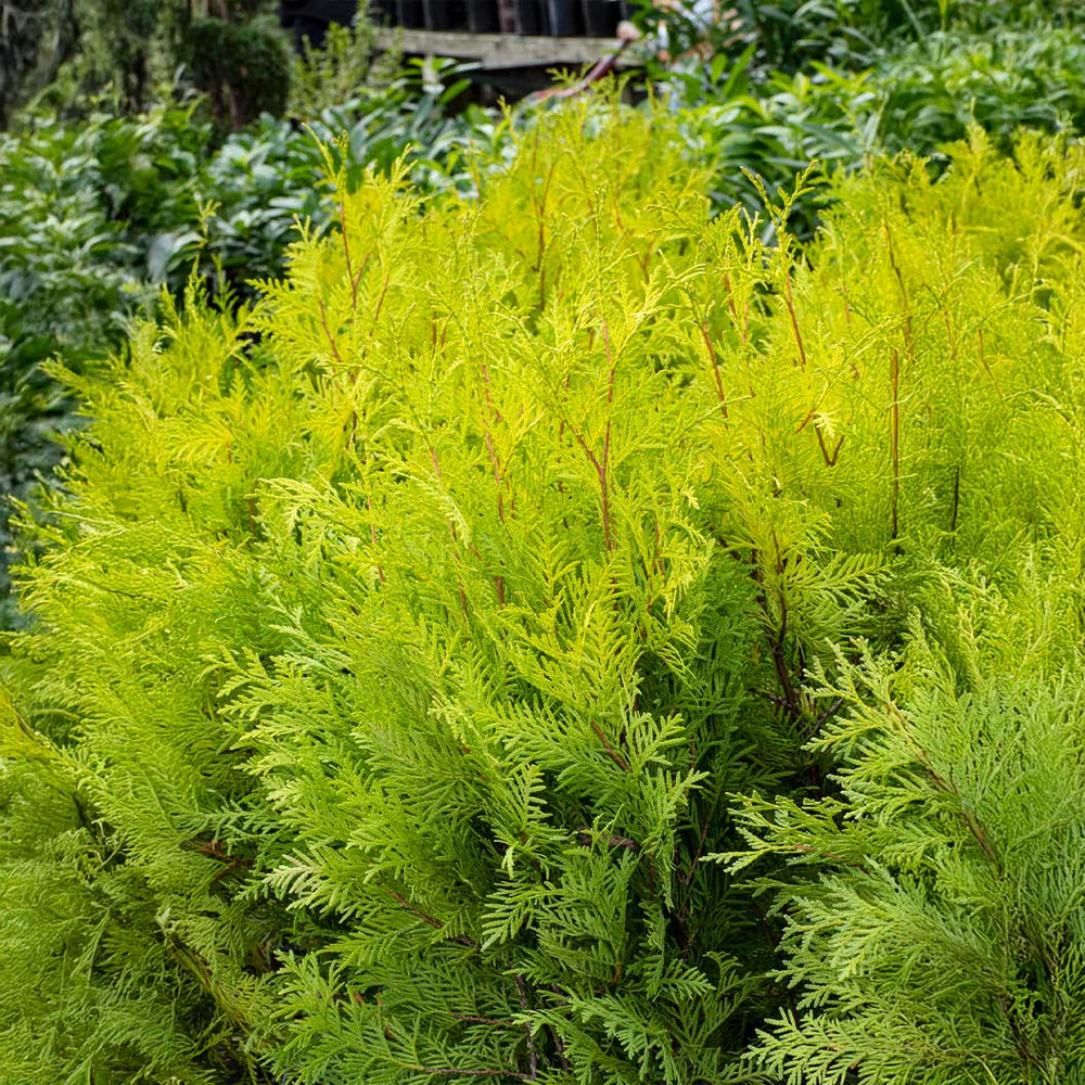 Yellow Ribbon Arborvitae Tree